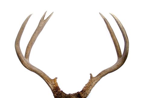 antler stock  pictures royalty  images istock