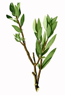 kallima inachus  orange oak leaf bugsalive