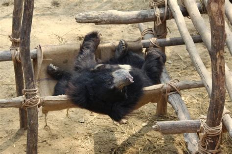 dancing bear rescued in india