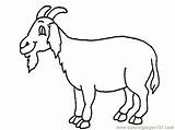 Goat Coloring Pages Printable Color Goats Sheet Clipart Animals Cartoon Colouring Print Clipartbest Mammals Clipground Bleating sketch template