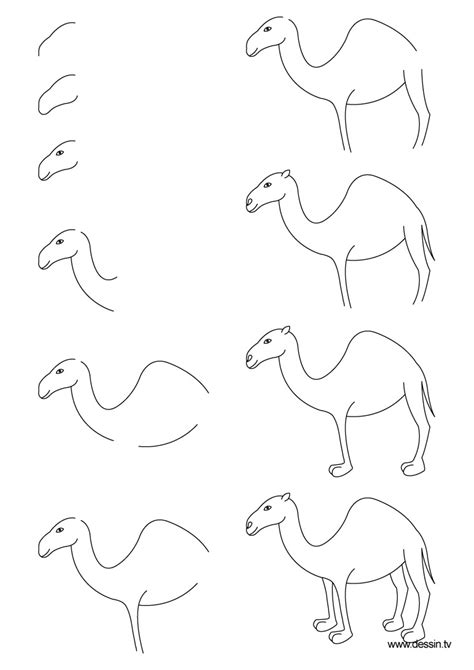 drawing camel