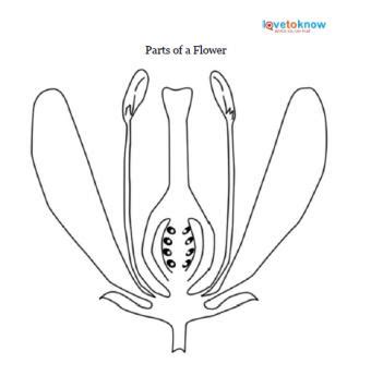 blank flower diagram