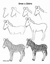 Zebra Grassland Exploringnature Afkomstig sketch template