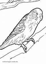 Coloring Budgie Pages Popular sketch template