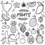 Doodle Fruits Vector Hand Drawn Fruit Doodles Creative Premium Practice Draw Source sketch template