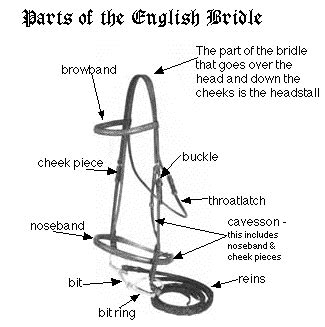 parts   english bridle bing images equestrian outfits equestrian horse lessons