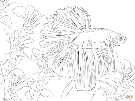 betta fish coloring page  printable coloring pages