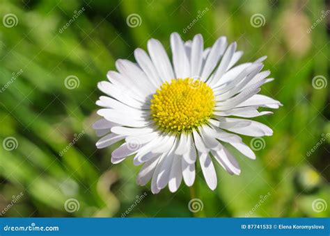 white daisy blooms stock image image  plant closeup