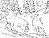 Coloring Pages Realistic Animals Timeless Miracle sketch template