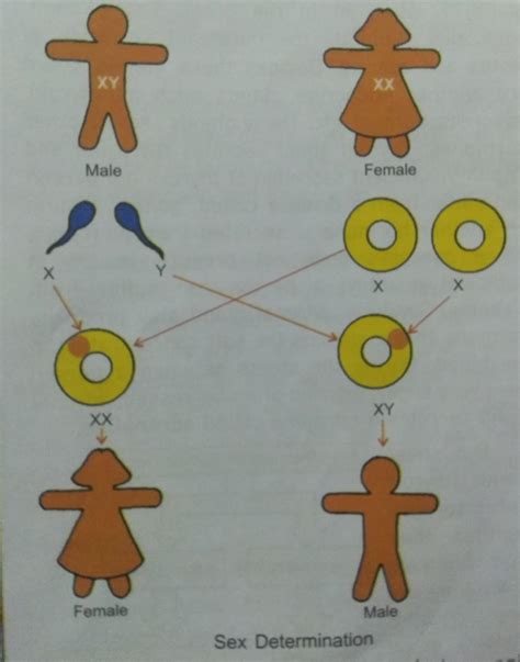 explain sex determination in human being with the help of diagram who