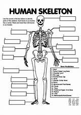 Ausmalbilder Anatomie Biologie Biology Q2 sketch template