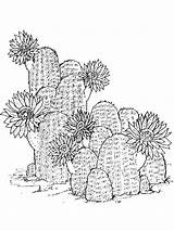 Coloring Cactus Pages Flowers Flower Recommended sketch template