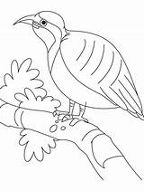 Partridge Coloring Resting Beautiful Pages Bestcoloringpages Colouring Kids sketch template