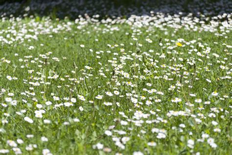 grass  flowers  photo  freeimages
