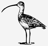 Curlew Billed sketch template