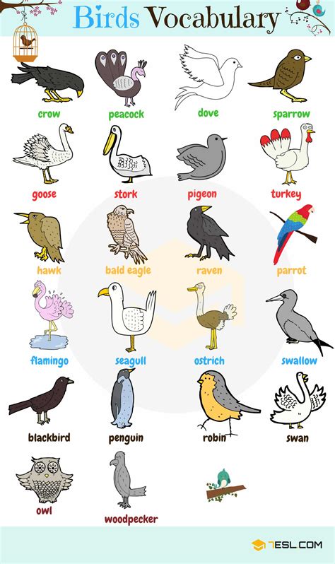 bird names list  birds  types  birds  beautiful bird