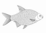 Karpfen Ausmalbilder Malvorlage Fisch Fische Mosaik sketch template