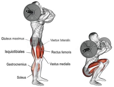 Los Mejores Ejercicios Para Piernas Entrenamiento Blog Masmusculo