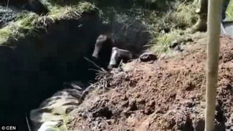 Video Shows Soldiers Burying A Man Alive In Ukraine Daily Mail Online