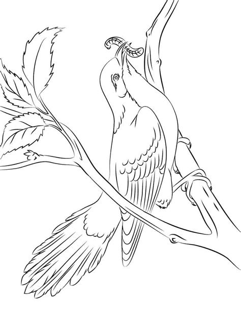 cuckoo coloring pages   print cuckoo coloring pages