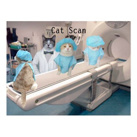 funny cat scan image postcard zazzlecom