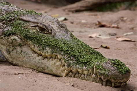 filekachikally crocodilejpg