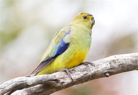 blue winged parrot aviculture hub