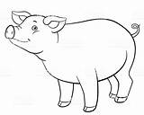 Schwein Malvorlage Schaf Malvorlagen Ausmalbilder Ausmalbilderfureuch sketch template