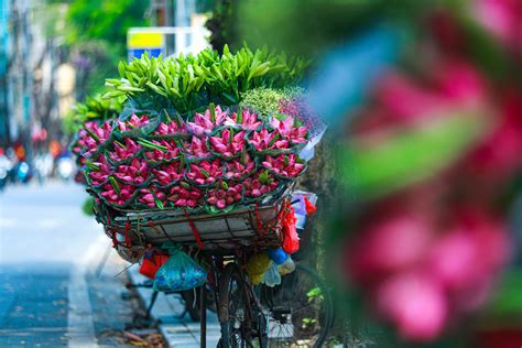 Khám Phá Tháng 8 Là Mùa Hoa Gì ở Hà Nội Với Những điểm đến đẹp Không