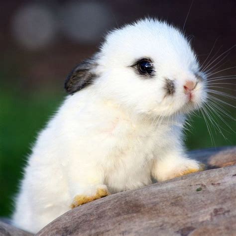 images  bunny rabbits  pinterest buns pets  wild