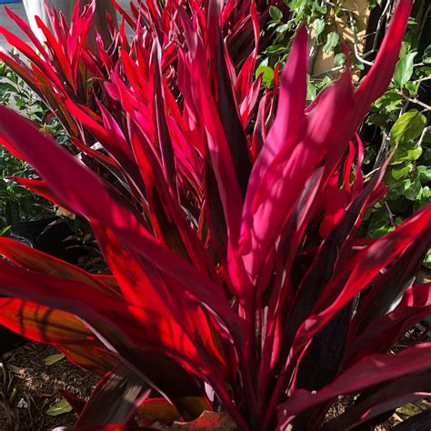 chili pepper cordyline ti plant seeds etsy canada