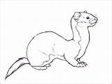 Weasel Ferret Coloring Footed Deviantart Pages Solitary Drawings Printable Drawing Tattoo Color Animal Print Getcolorings Armiño Animales Arte Getdrawings Tattoos sketch template