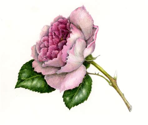 draw  realistic  dimensional rose draw botanical llc
