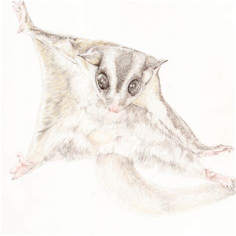 finn  sugar glider original pencil drawing carmen hui art