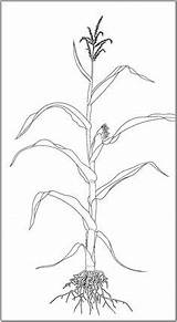 Corn Drawing Plant Stalks Roots Coloring Printable Stalk Illustration Pages Fall Identification Tattoo Plants Kids Wheat Ink Getdrawings Drawings sketch template