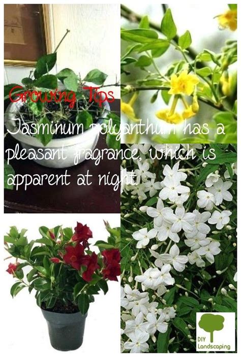 sound advice     grow indoor jasmine plant jasmine plant