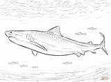 Shark Realistic Tigre Squalo Realistico Stampare sketch template