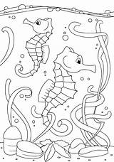 Seahorse Seahorses Verbnow sketch template