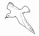 Gaviota Gabbiano Pintar Mouette Seagull Facil Gavina Pajaro Acolore Dibuixos Dibuix Iluminar Settembre Uccelli Colorier Animali Pitturato sketch template
