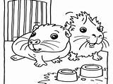 Guinea Pig Coloring Pages Print Printable Cute Color Getcolorings Getdrawings Colori Colorings sketch template