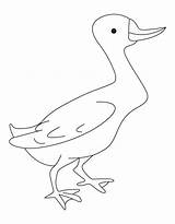 Duck Mallard Coloring Pages Getdrawings Drawing Library Clipart Popular sketch template