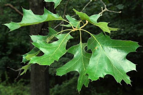 maryland biodiversity project black oak quercus velutina