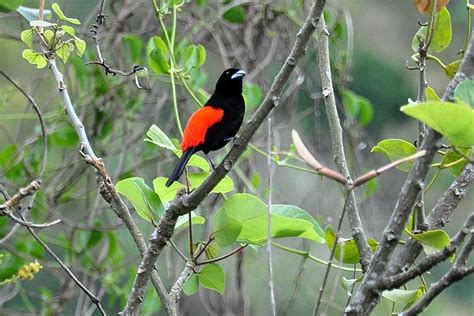 zangvogels costaricaanse tangare