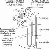 Nephron Kidney Biology Blank Functioning Simplified Schematic Urine sketch template