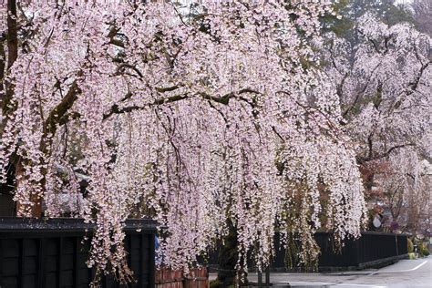 weeping cherry trees top  list  cascading faves