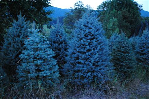blue spruce blue spruce fraserfirgirl flickr