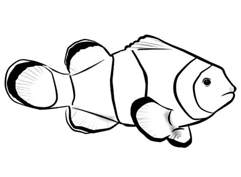 beautiful clown fish coloring pages  place  color