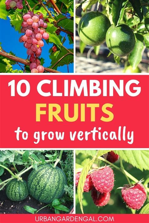 climbing fruits  grow vertically vertical garden plants fruit