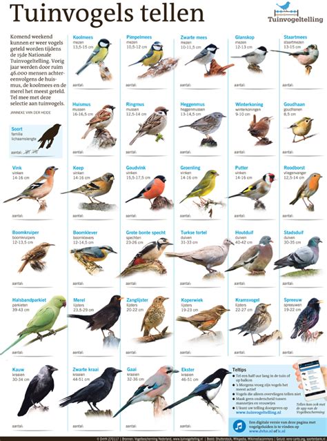 beeld tuinvogels tellen interactief extra dvhnnl vogels wilde vogels vogelspotten