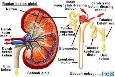anatomi fisiologi sistem urinaria
